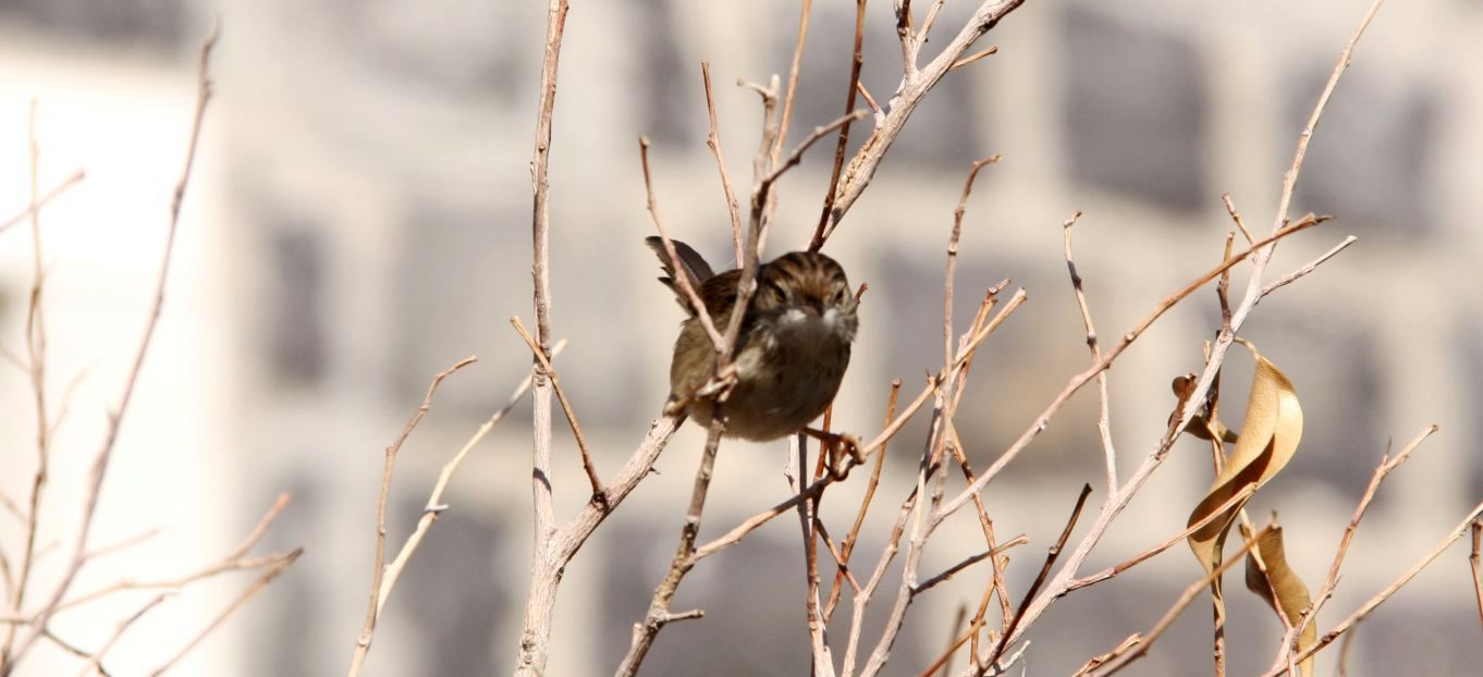 Passeiforme israeliano:  Prinia gracilis (Cisticolidae)