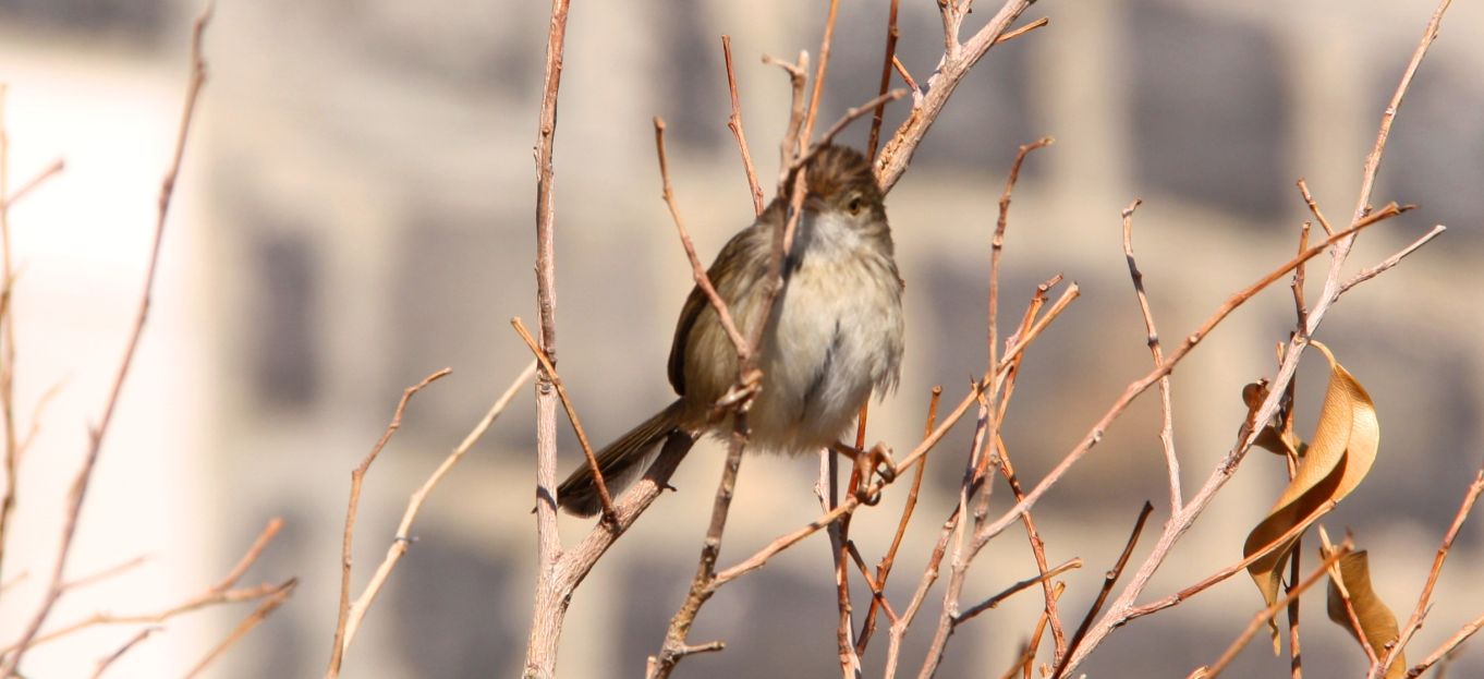 Passeiforme israeliano:  Prinia gracilis (Cisticolidae)