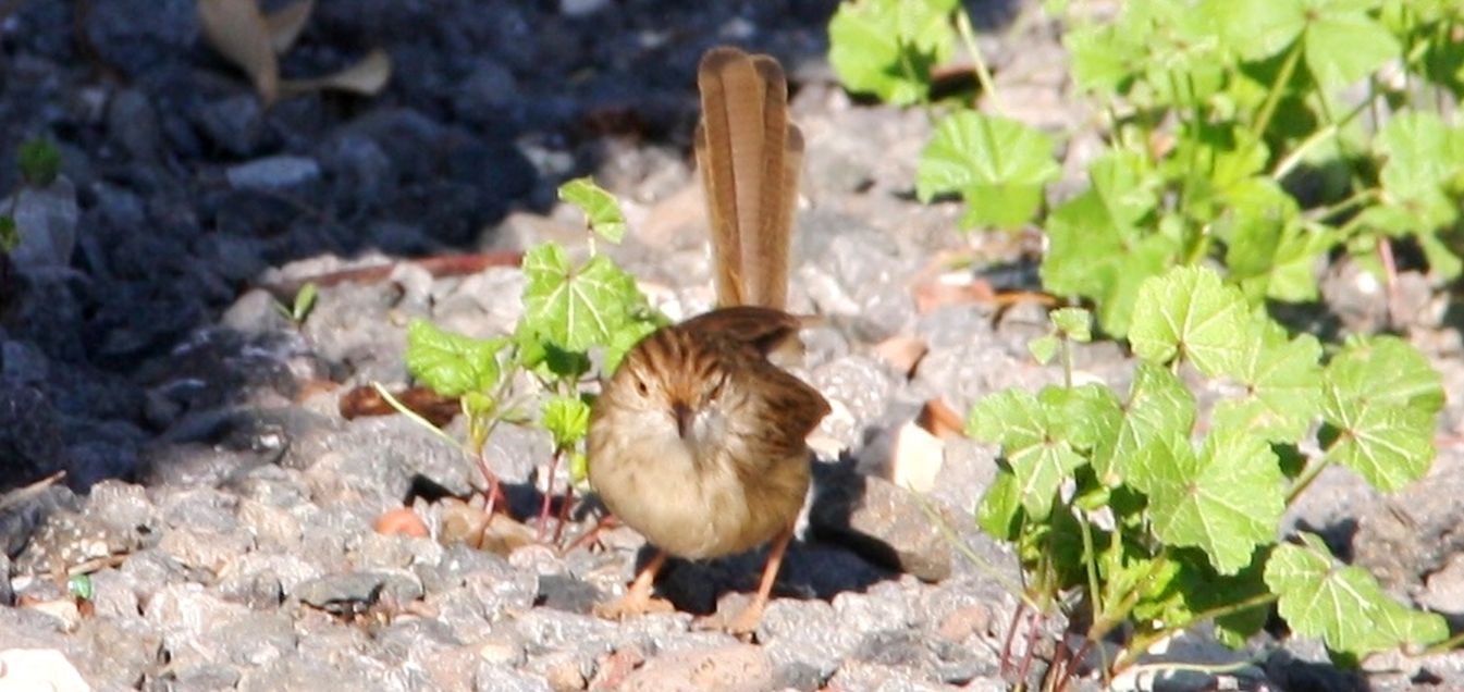 Passeiforme israeliano:  Prinia gracilis (Cisticolidae)