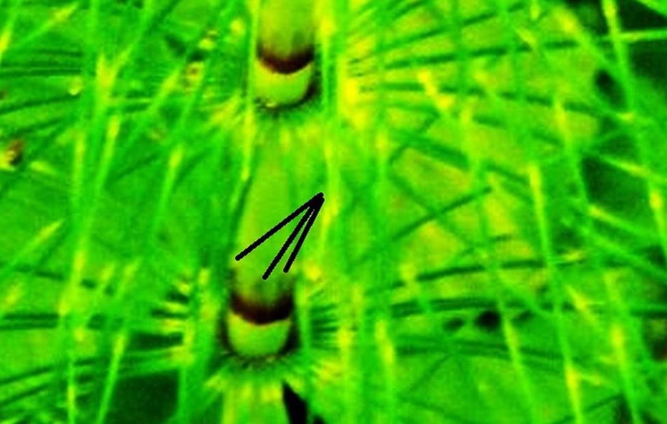 Equisetum palustre ?  No, Equisetum arvense