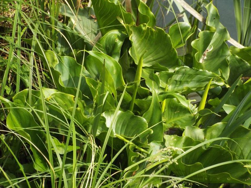 Calla palustris ?  No, Zantedeschia aethiopica (Araceae)
