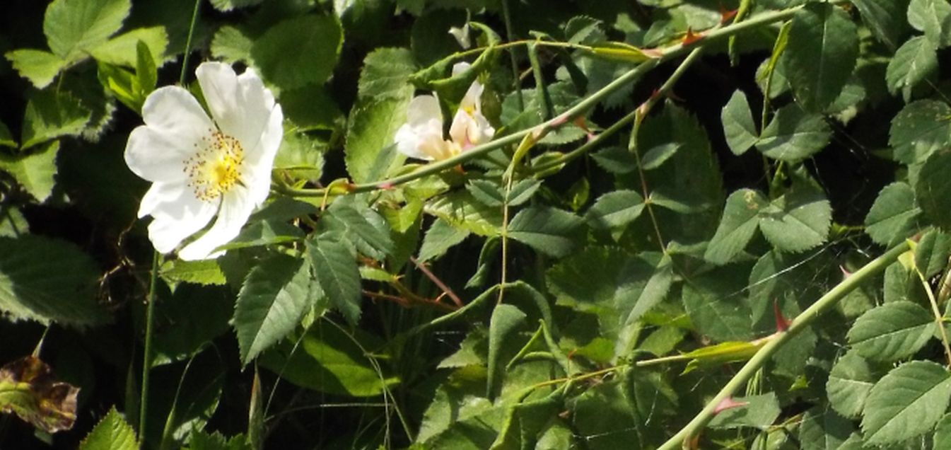 Quale rosa?  Rosa sp.