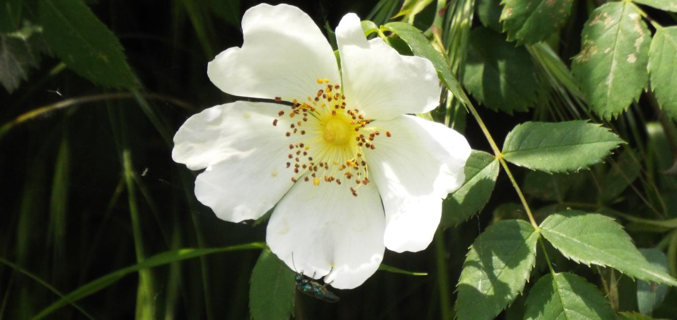 Quale rosa?  Rosa sp.