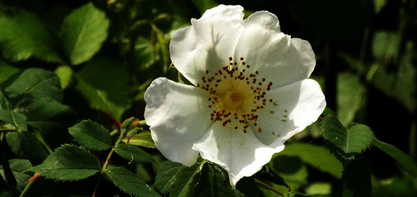 Quale rosa?  Rosa sp.