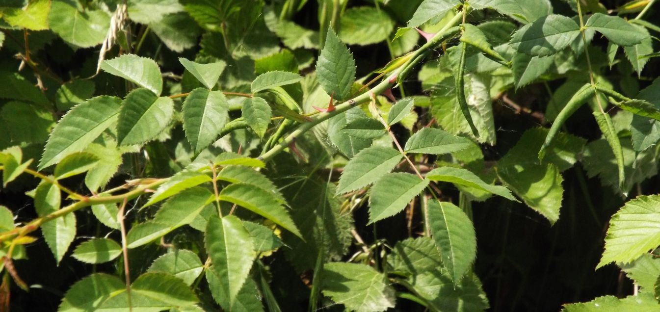 Quale rosa?  Rosa sp.