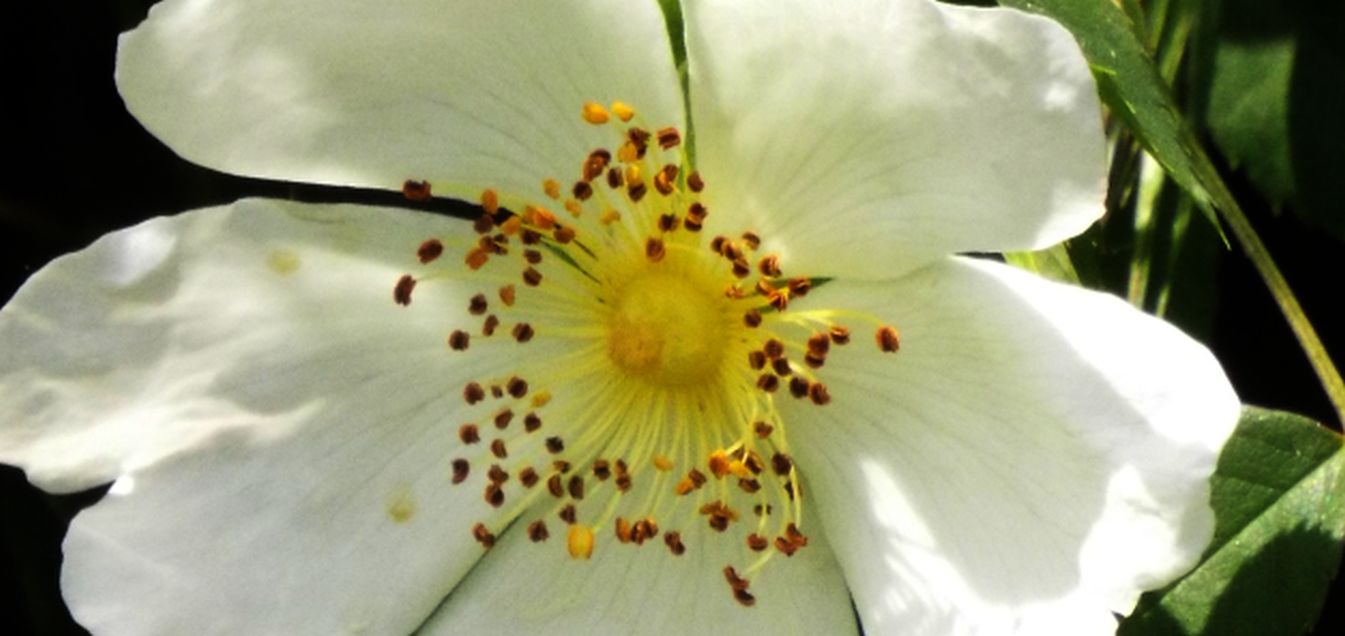 Quale rosa?  Rosa sp.