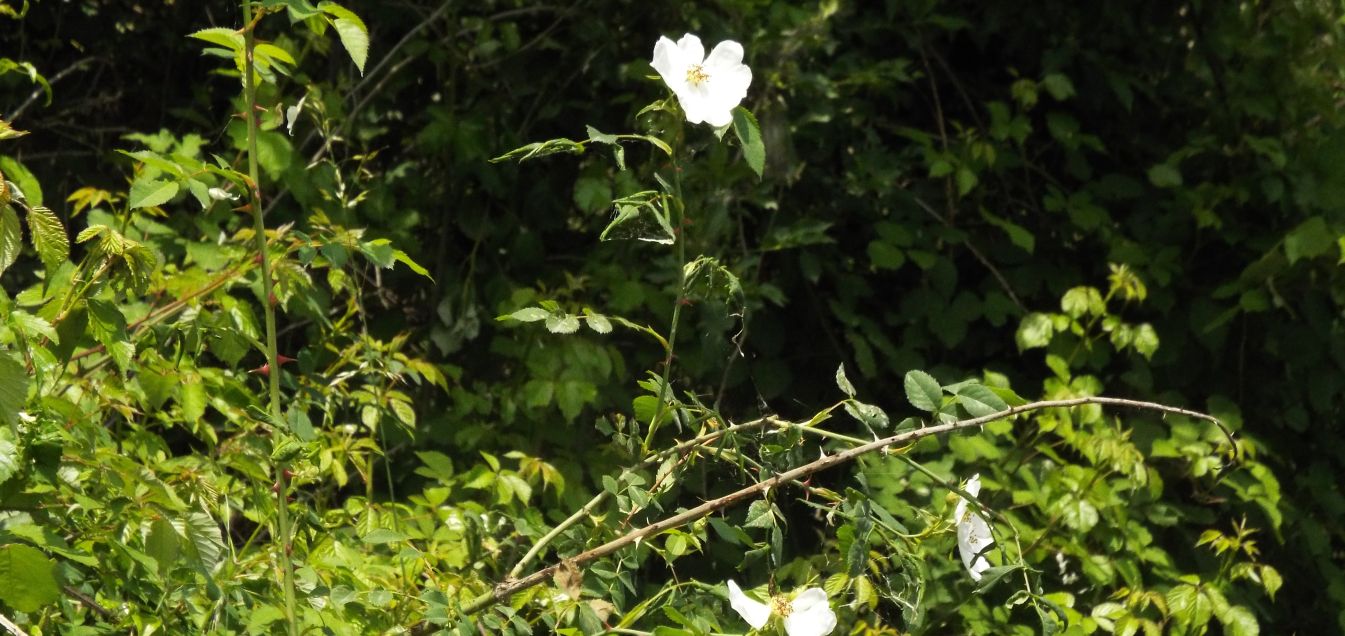 Quale rosa?  Rosa sp.