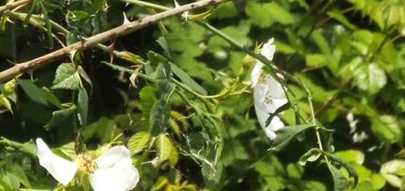 Quale rosa?  Rosa sp.