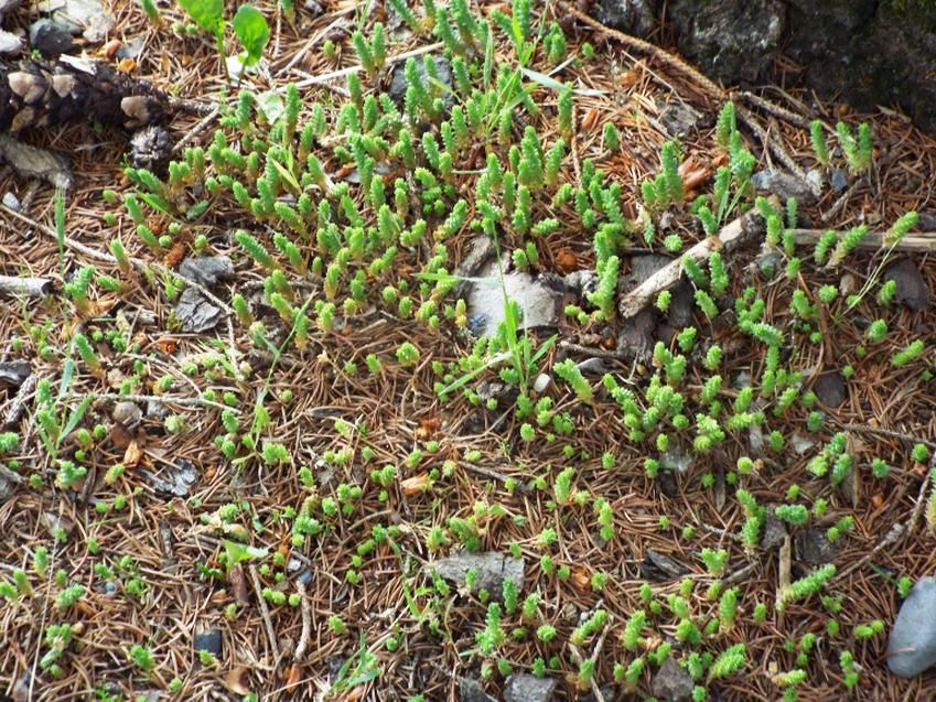 Sedum acre e Sedum sarmentosum (Crassulaceae)