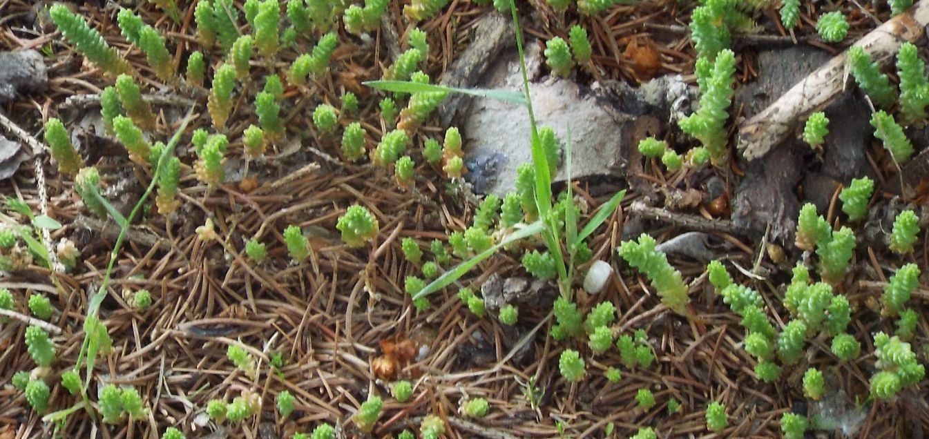 Sedum acre e Sedum sarmentosum (Crassulaceae)