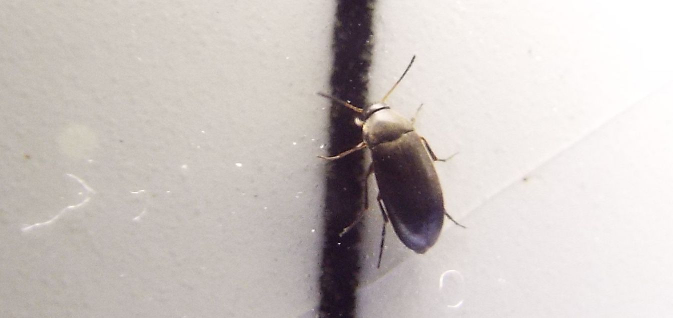 Piccolissimo da id.: Anaspis sp. (Scraptiidae)