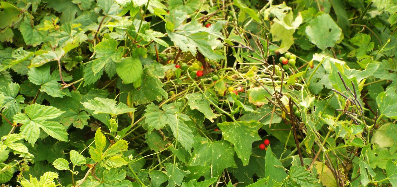 Bryonia dioica (Cucurbitaceae)