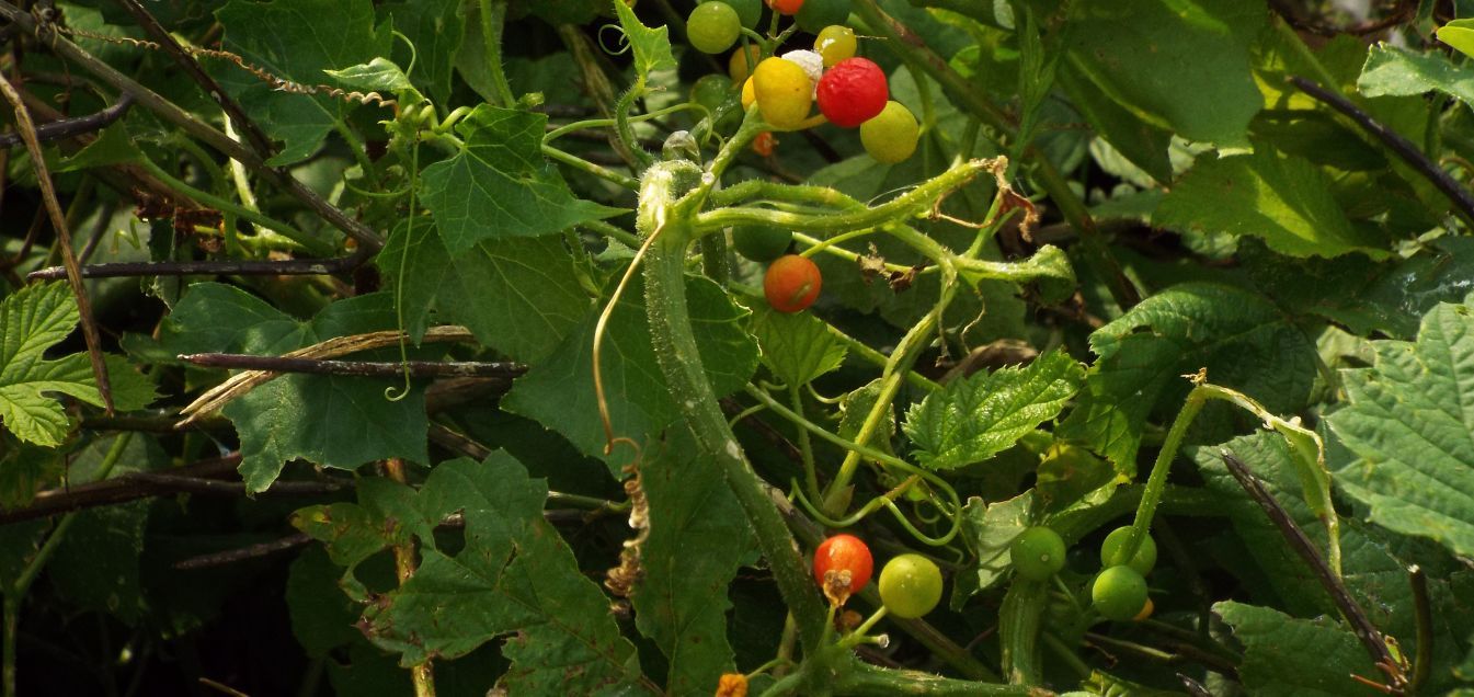 Bryonia dioica (Cucurbitaceae)