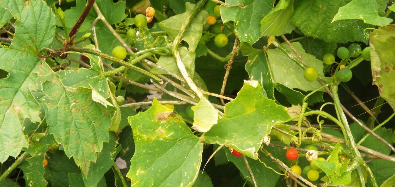 Bryonia dioica (Cucurbitaceae)
