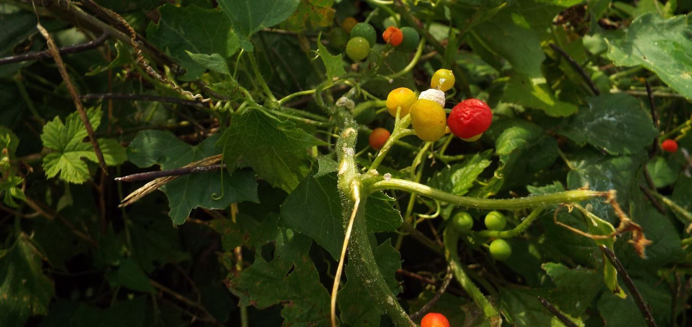 Bryonia dioica (Cucurbitaceae)