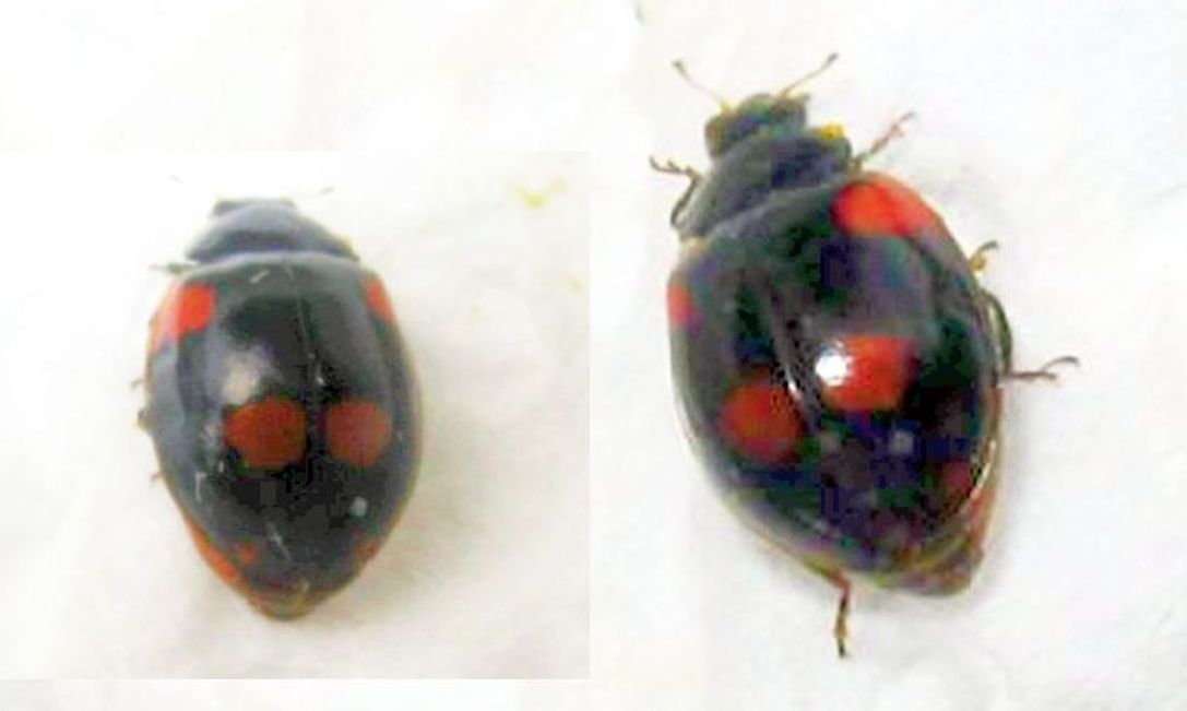 Exochomus quadripustulatus? No, Adalia bipunctata