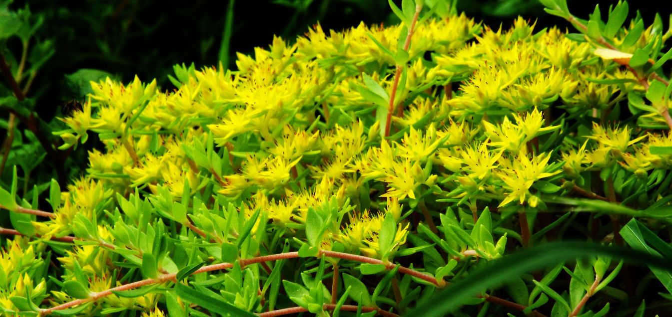 Sedum acre e Sedum sarmentosum (Crassulaceae)