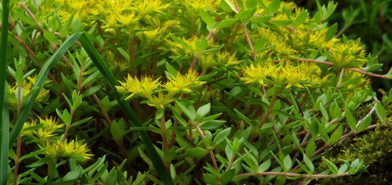 Sedum acre e Sedum sarmentosum (Crassulaceae)