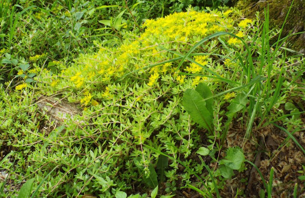 Sedum acre e Sedum sarmentosum (Crassulaceae)