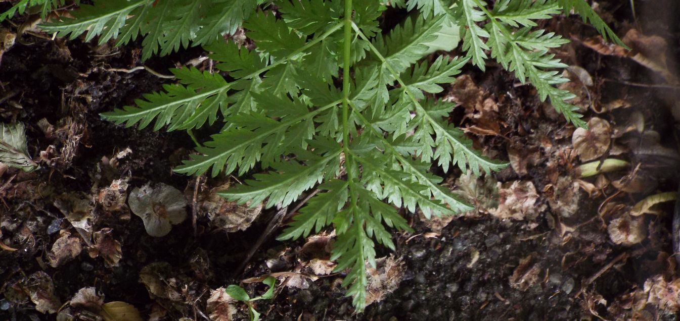 Fam. Apiaceae