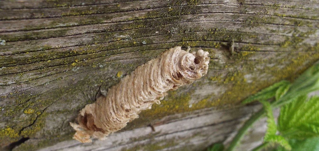 Chi pu averlo costruito?  Ooteca di Mantidae