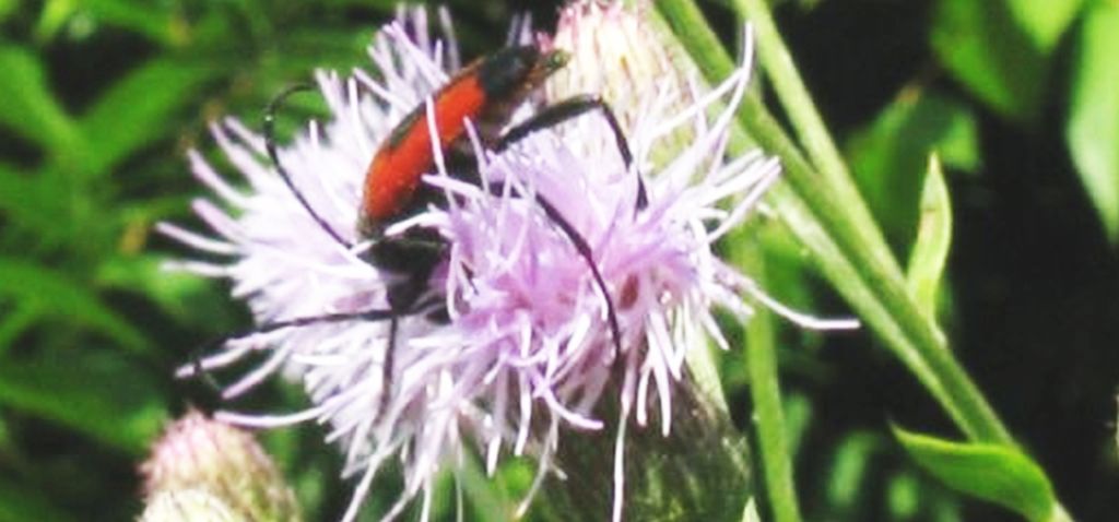 Cerambycidae: Stictoleptura cordigera cordigera