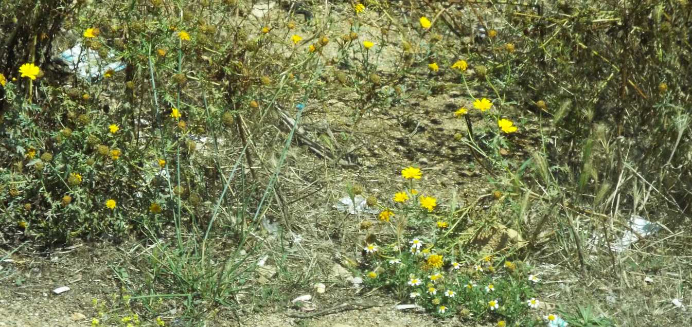 all''isola Maddalena: Asteraceae: Glebionis segetum
