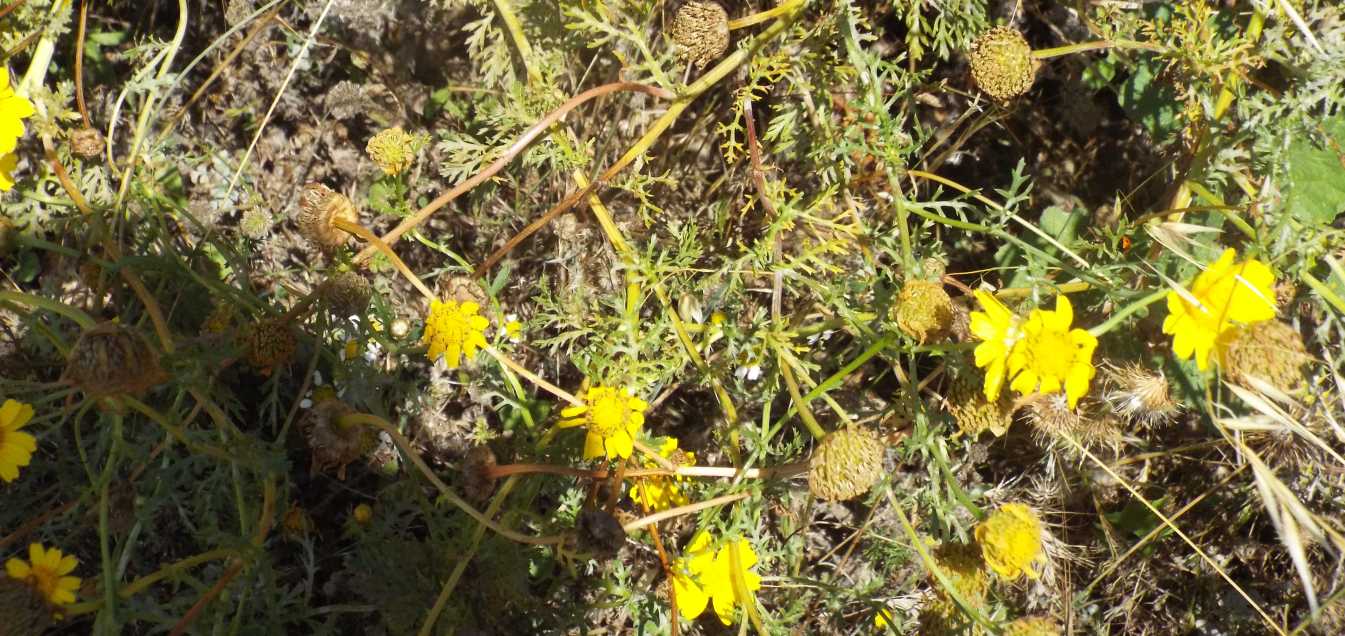 all''isola Maddalena: Asteraceae: Glebionis segetum