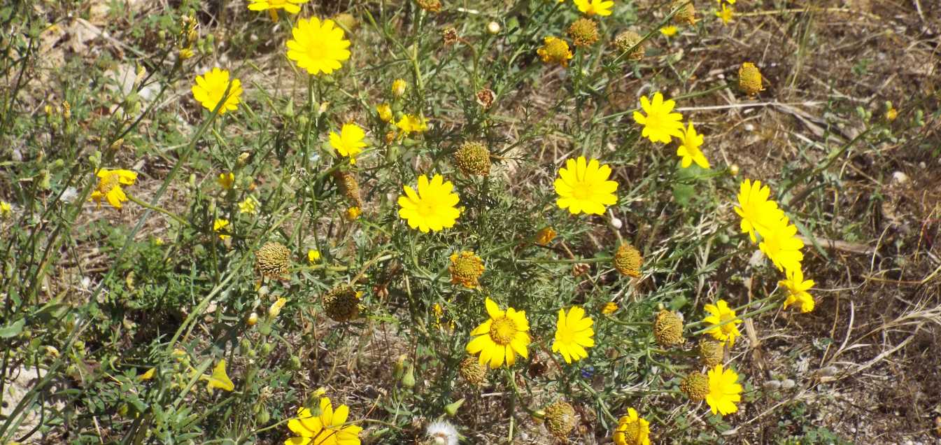 all''isola Maddalena: Asteraceae: Glebionis segetum