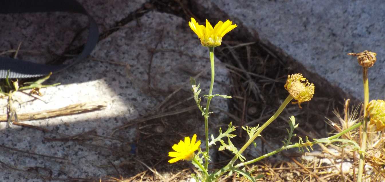 all''isola Maddalena: Asteraceae: Glebionis segetum