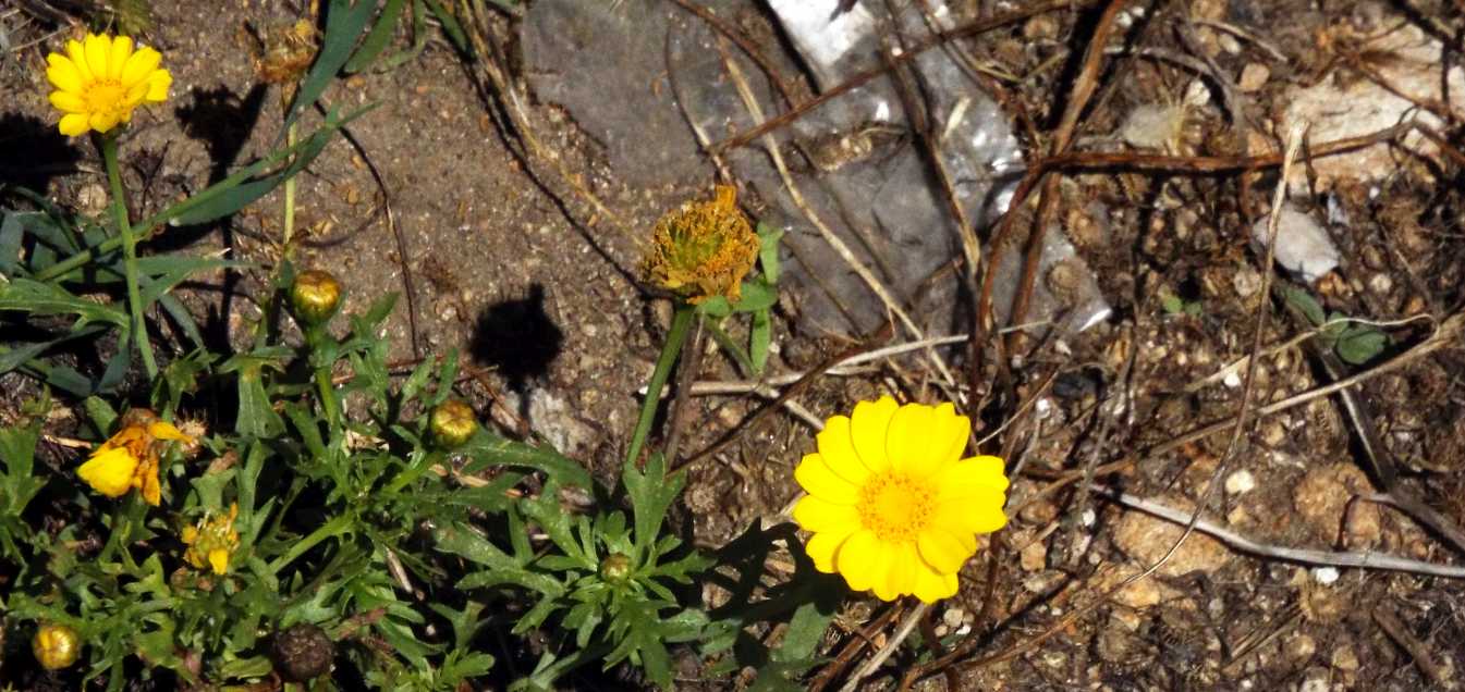 all''isola Maddalena: Asteraceae: Glebionis segetum