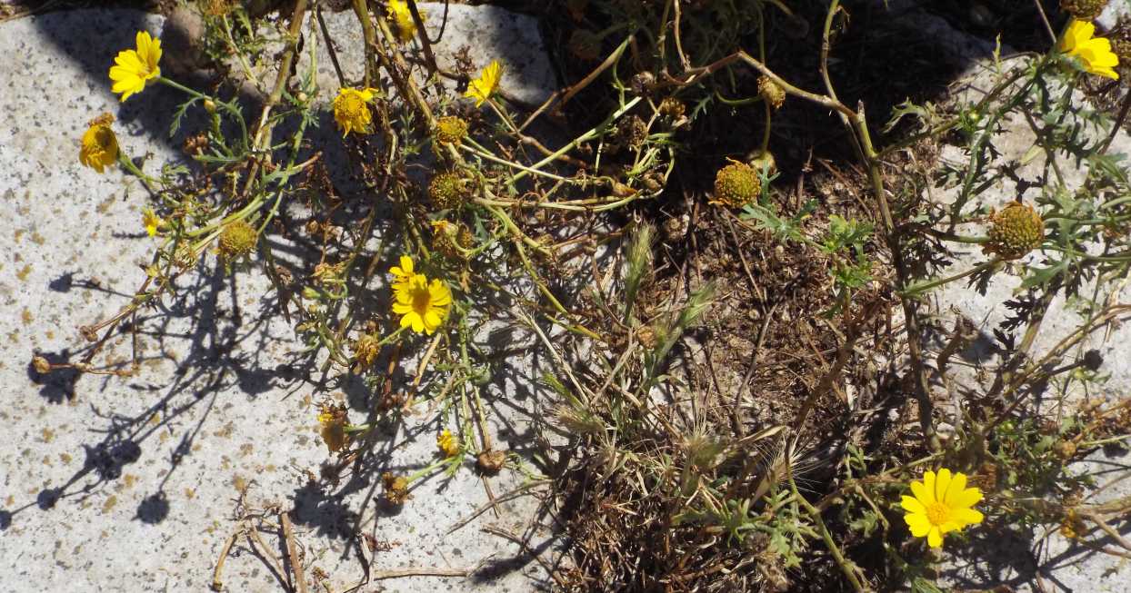 all''isola Maddalena: Asteraceae: Glebionis segetum