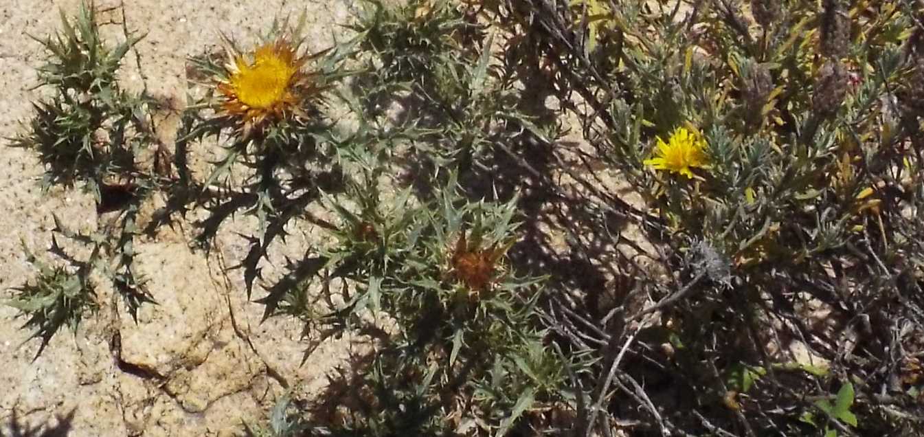 all''isola Maddalena: Asteraceae: Glebionis segetum