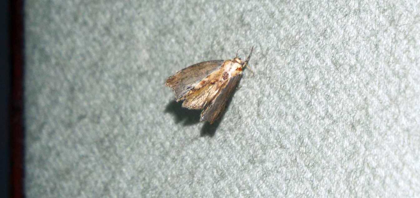 Senza speranza?  No, Galleria mellonella  (Pyralidae)