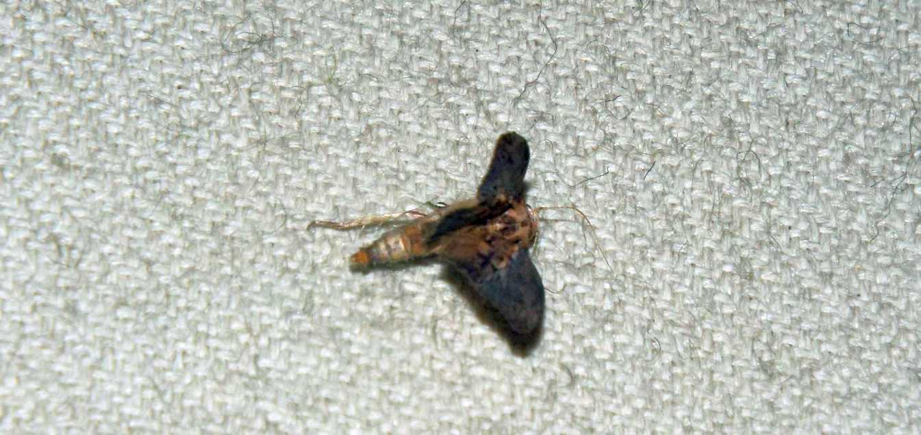 Senza speranza?  No, Galleria mellonella  (Pyralidae)
