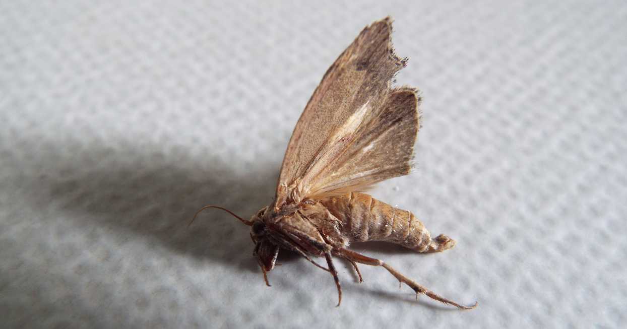 Senza speranza?  No, Galleria mellonella  (Pyralidae)