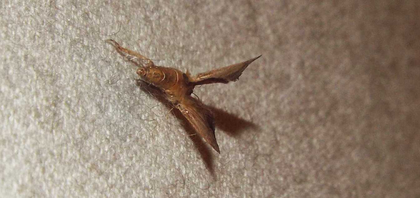 Senza speranza?  No, Galleria mellonella  (Pyralidae)