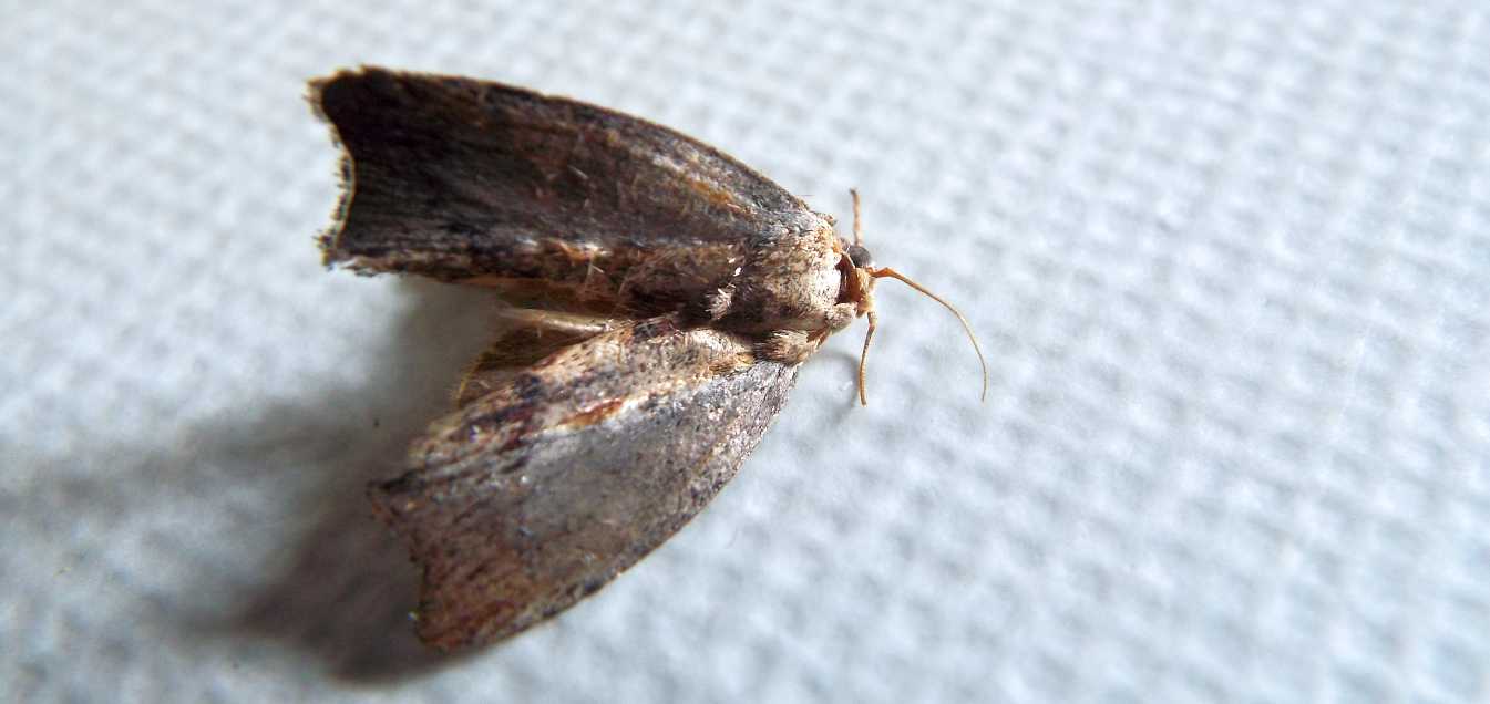Senza speranza?  No, Galleria mellonella  (Pyralidae)