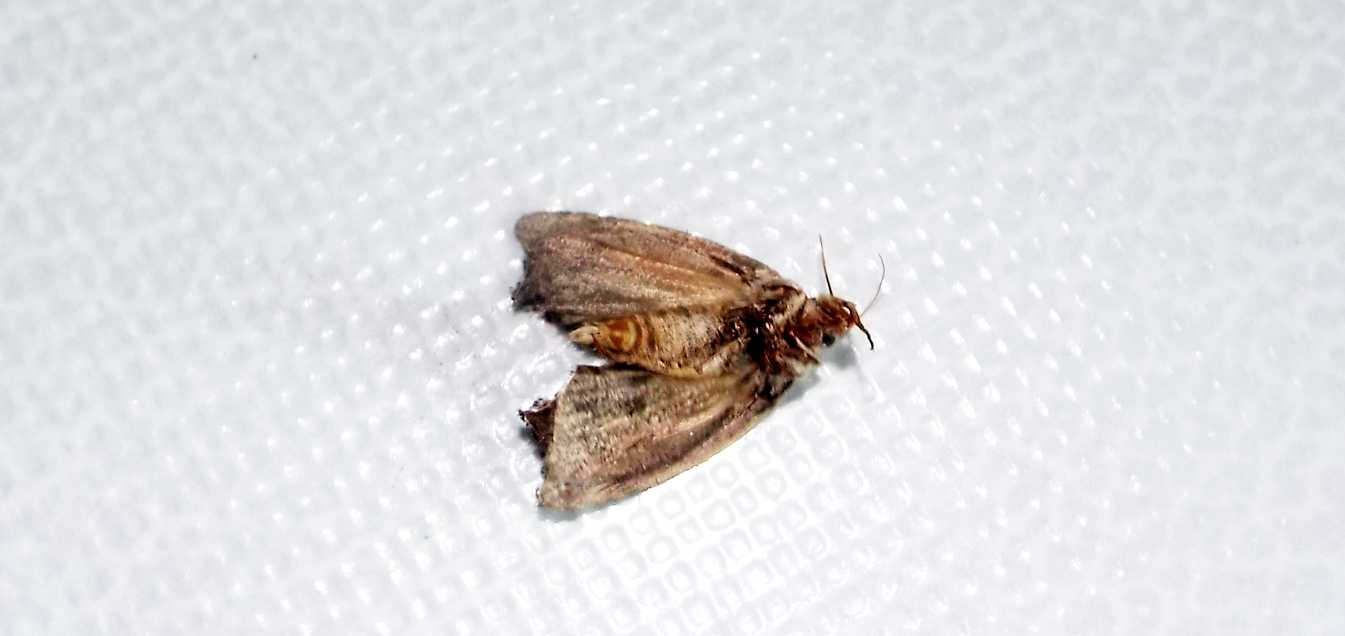 Senza speranza?  No, Galleria mellonella  (Pyralidae)