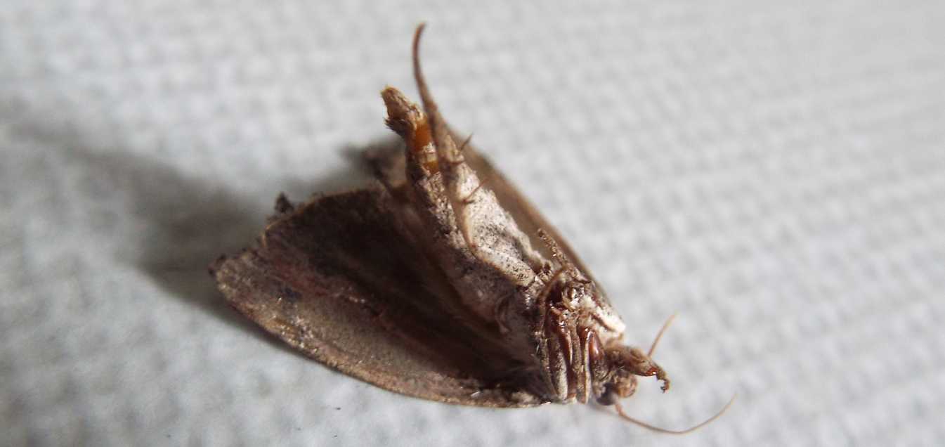 Senza speranza?  No, Galleria mellonella  (Pyralidae)