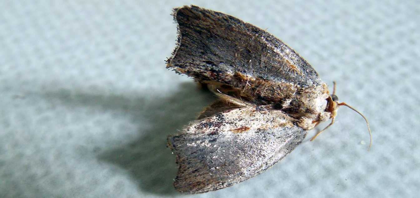 Senza speranza?  No, Galleria mellonella  (Pyralidae)