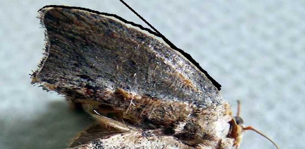 Senza speranza?  No, Galleria mellonella  (Pyralidae)