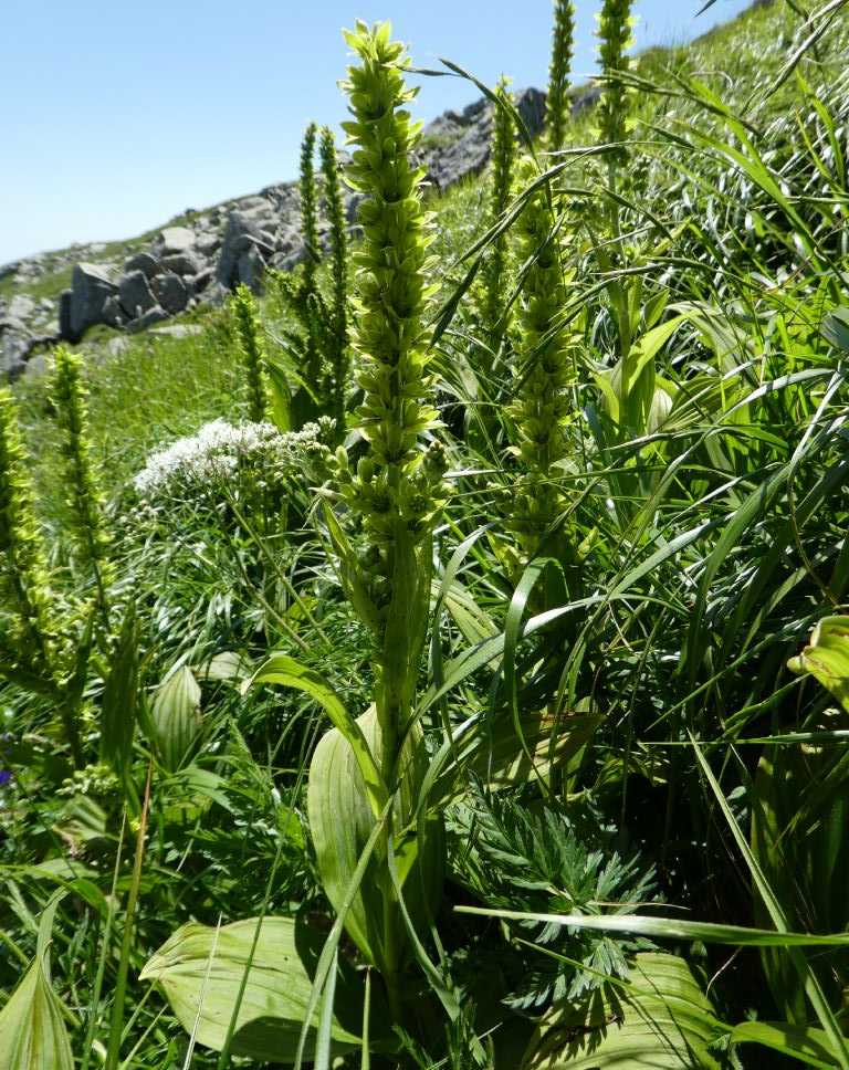 Veratrum album  (Liliales - Melanthiaceae )