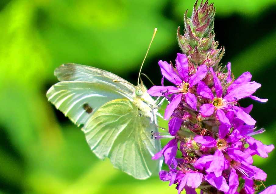 Quale Pieris?
