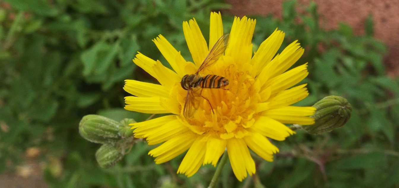 Syrphidae da Tenerife (Canarie):  Episyrphus balteatus