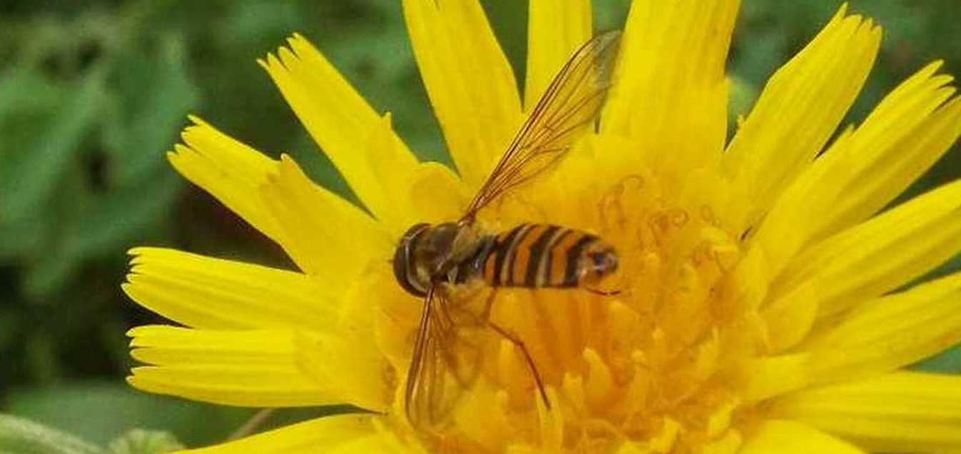 Syrphidae da Tenerife (Canarie):  Episyrphus balteatus