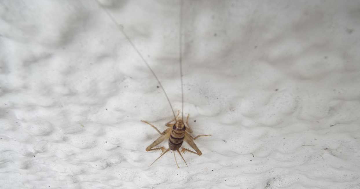 Lunghissime antenne da Tenerife (Canarie): Gryllidae: cfr. Gryllodes sigillatus