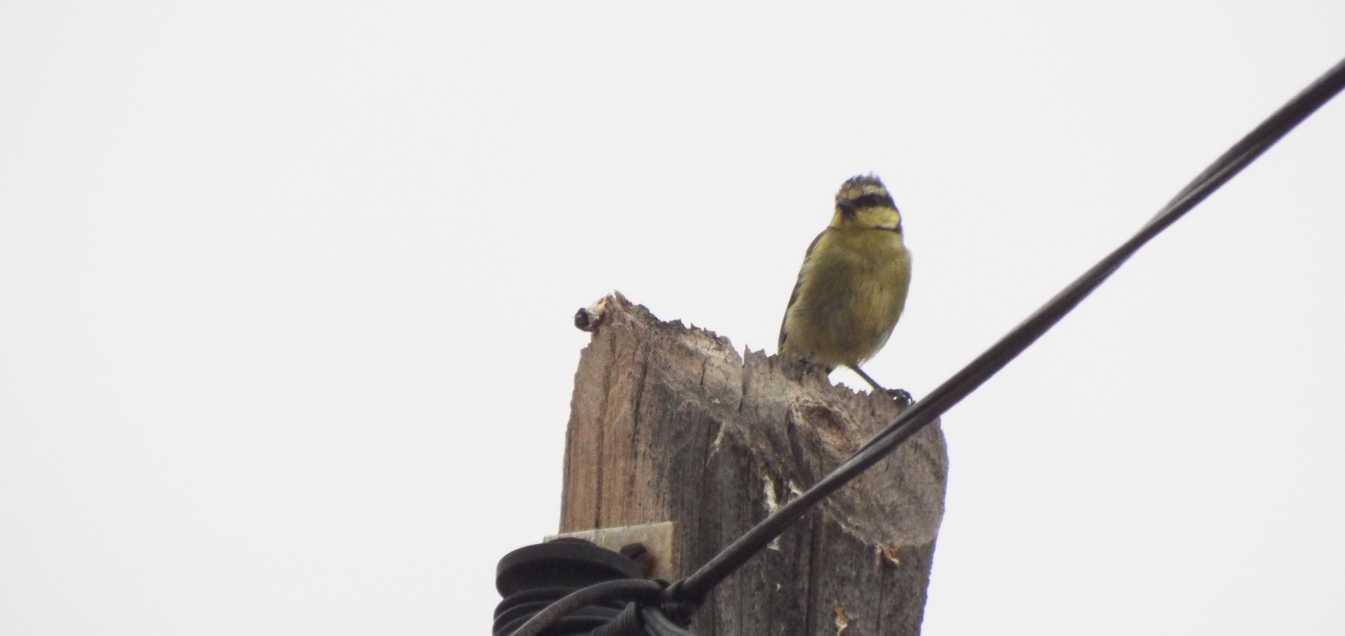 Cinciarella delle Canarie (Cyanistes teneriffae teneriffae) a Tenerife