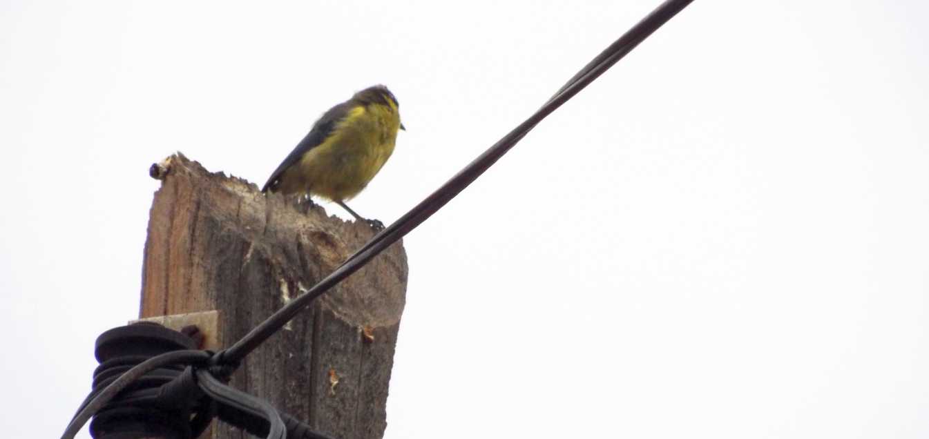 Cinciarella delle Canarie (Cyanistes teneriffae teneriffae) a Tenerife