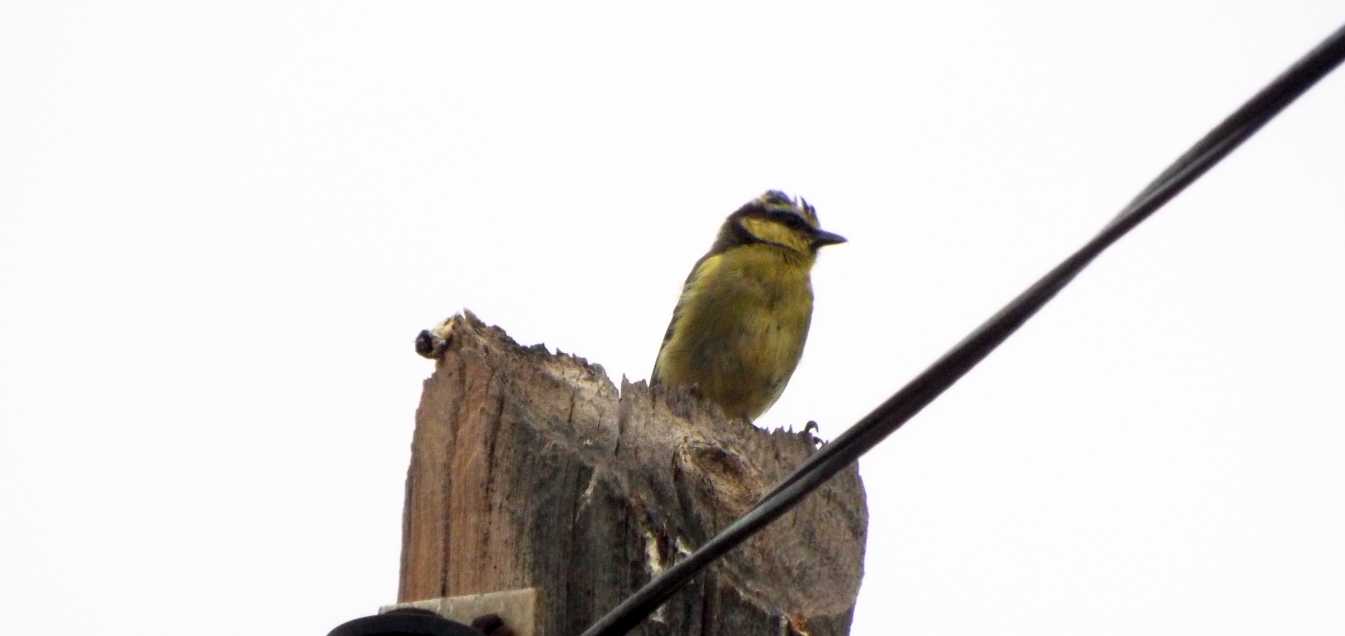 Cinciarella delle Canarie (Cyanistes teneriffae teneriffae) a Tenerife